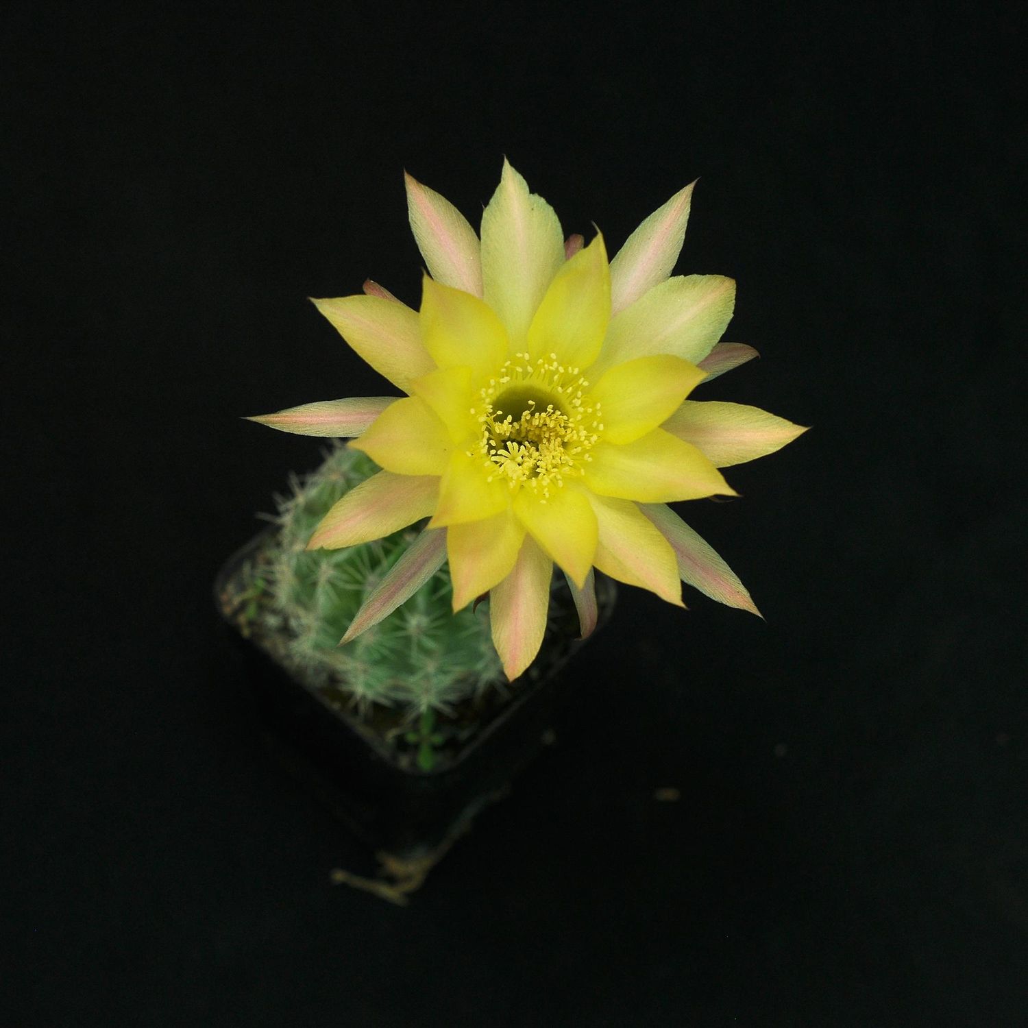 Echinopsis hybrid