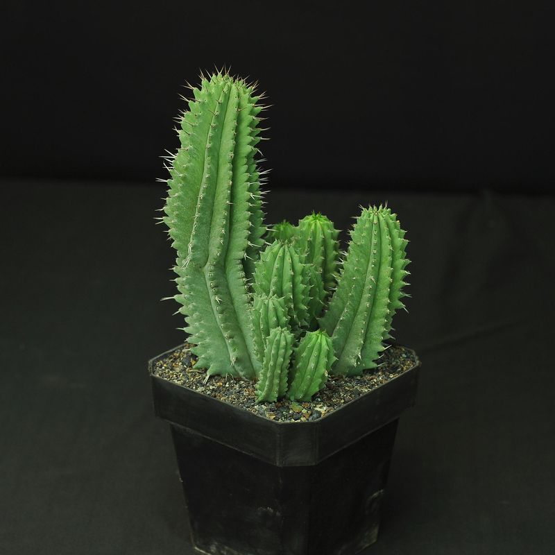 Euphorbia fruticosa
