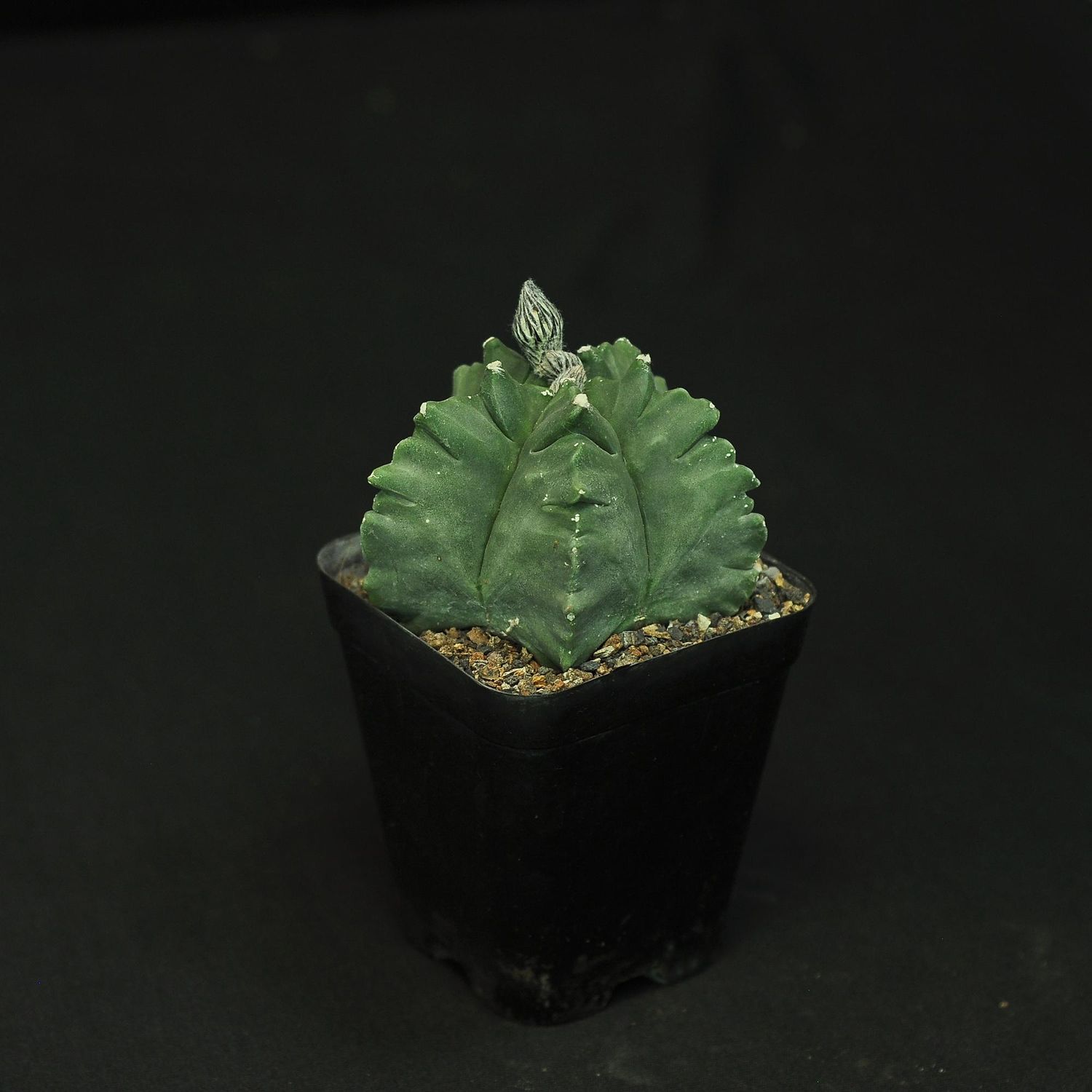 Astrophytum myriostigma NUDUM  cv KIKKO