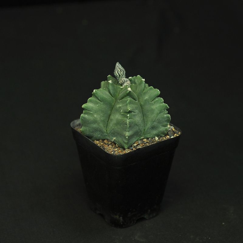 Astrophytum myriostigma NUDUM  cv KIKKO