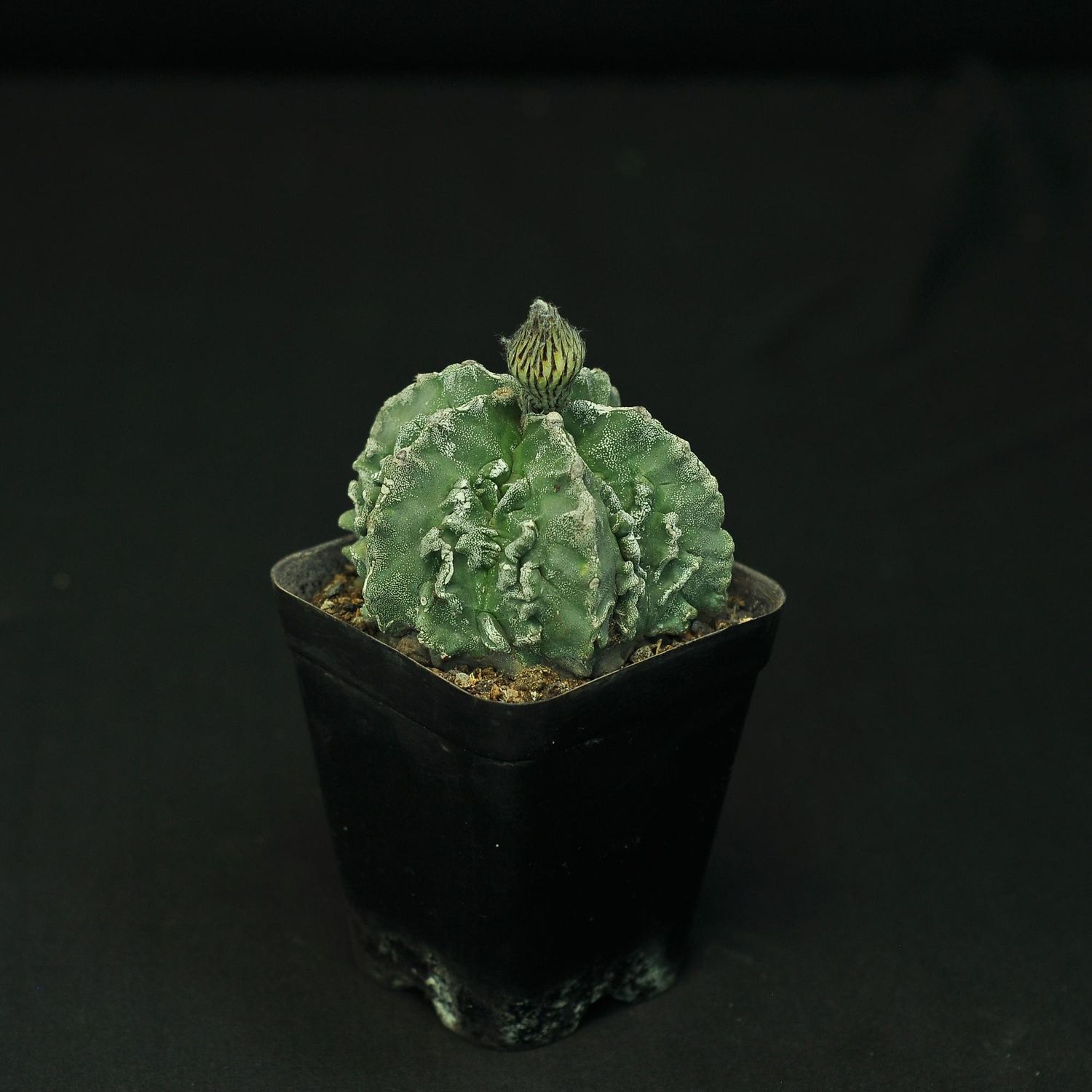 Astrophytum myriostigma cv FUKURYU