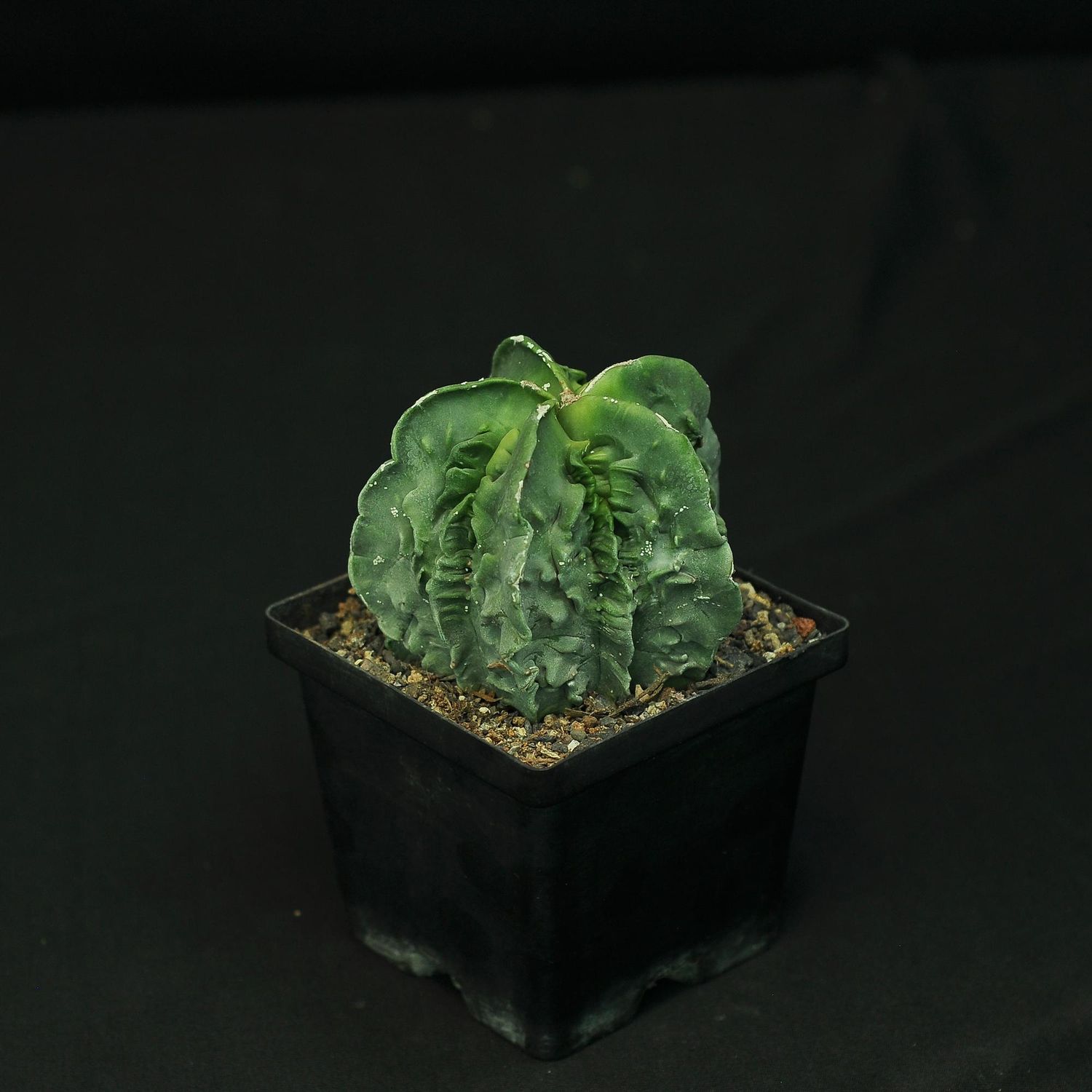 Astrophytum myriostigma nudum cv. 'Fukuryu'