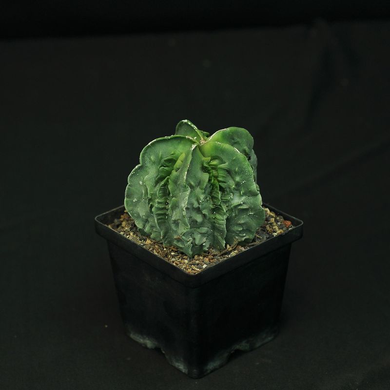 Astrophytum myriostigma nudum cv. 'Fukuryu'