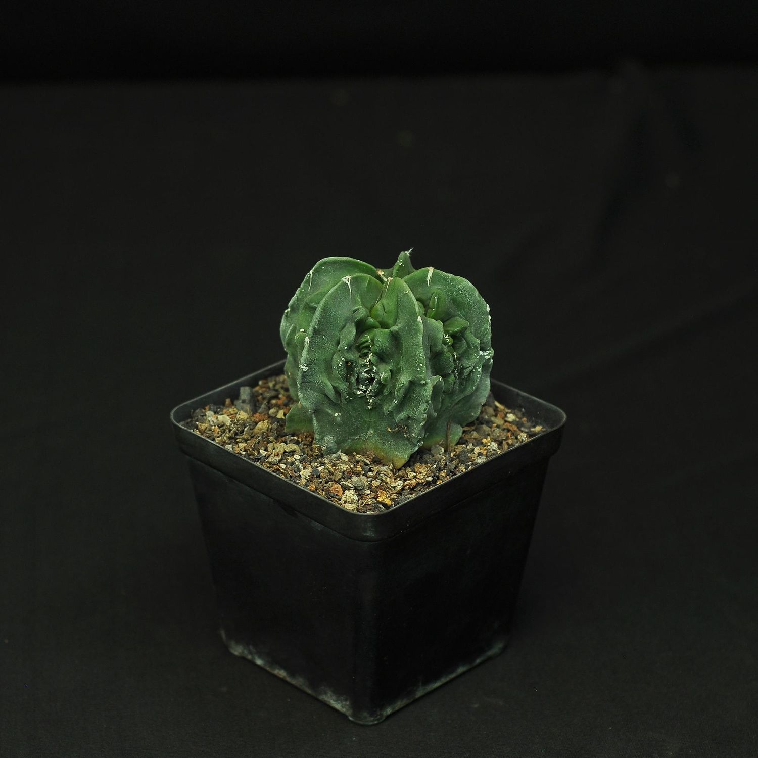 Astrophytum myriostigma nudum cv. 'Fukuryu'