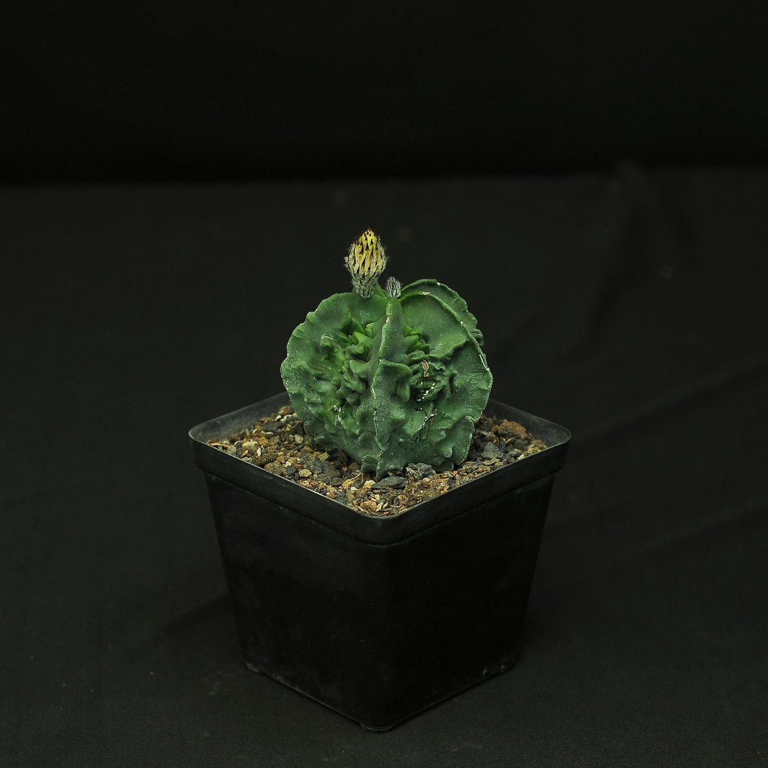 Astrophytum myriostigma nudum cv. 'Fukuryu'