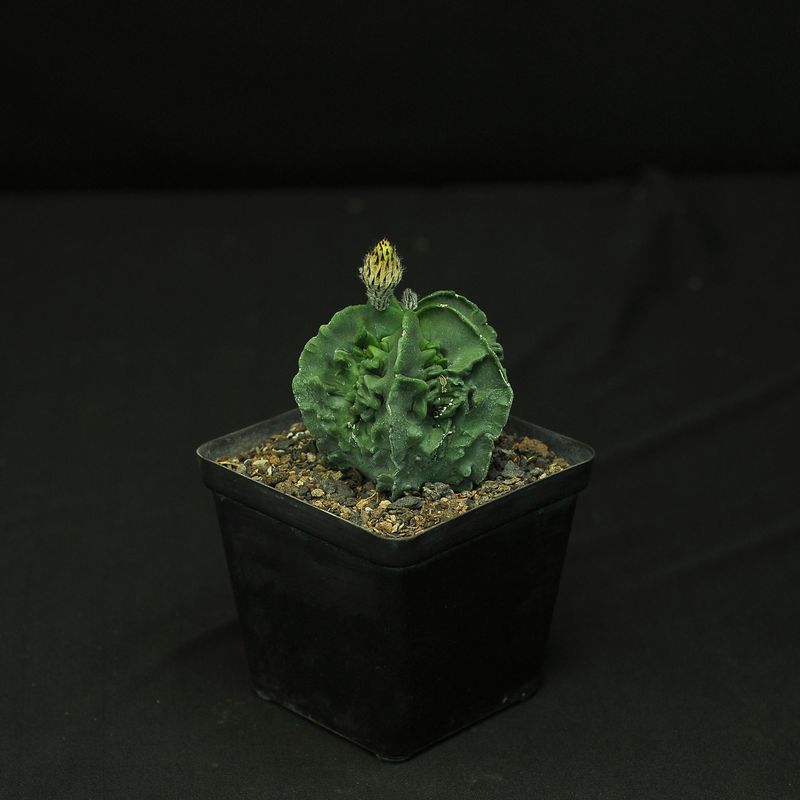 Astrophytum myriostigma nudum cv. 'Fukuryu'