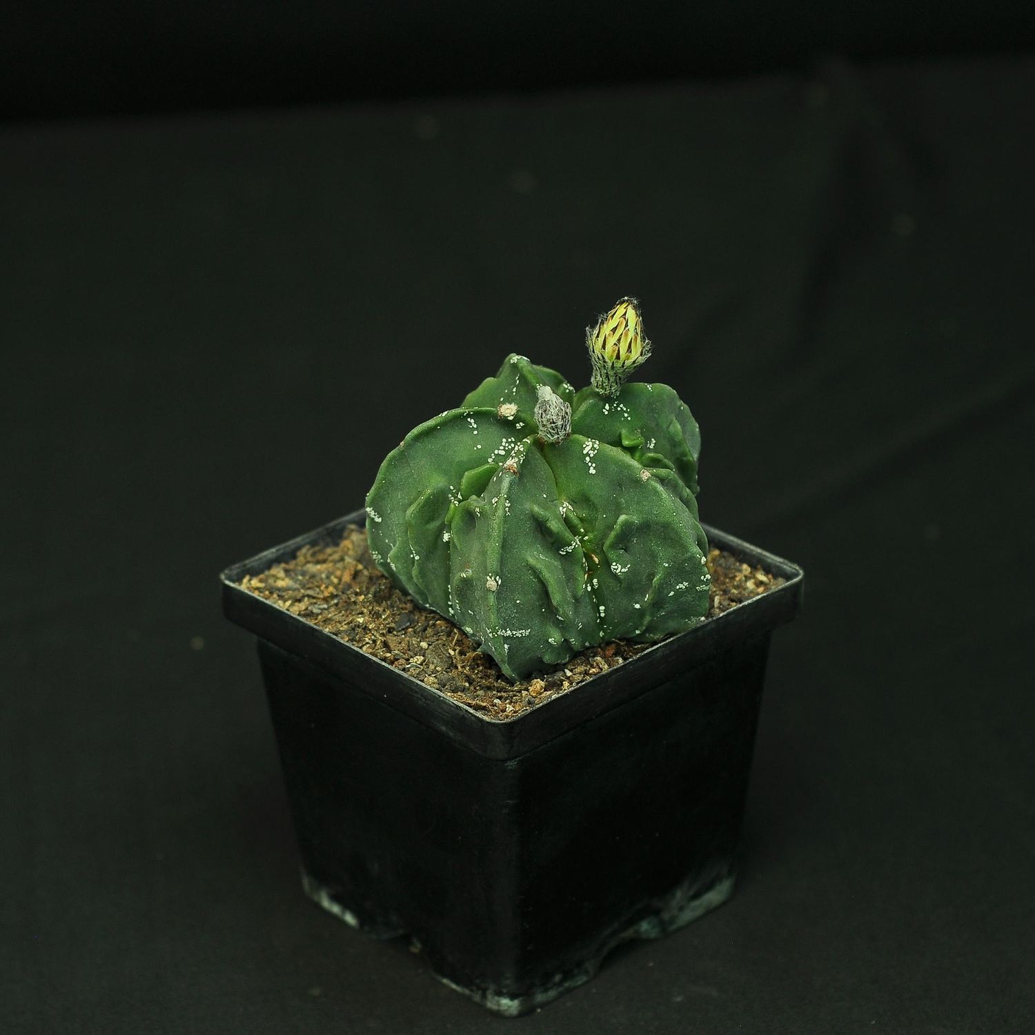 Astrophytum myriostigma nudum cv. 'Fukuryu'