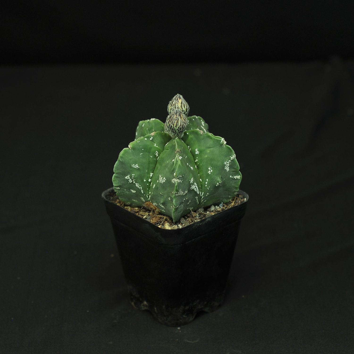 Astrophytum myriostigma CV NUDUM HAKUUN