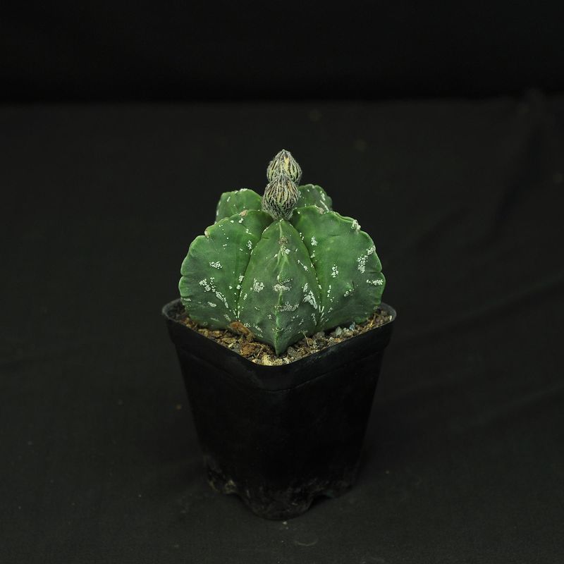 Astrophytum myriostigma CV NUDUM HAKUUN
