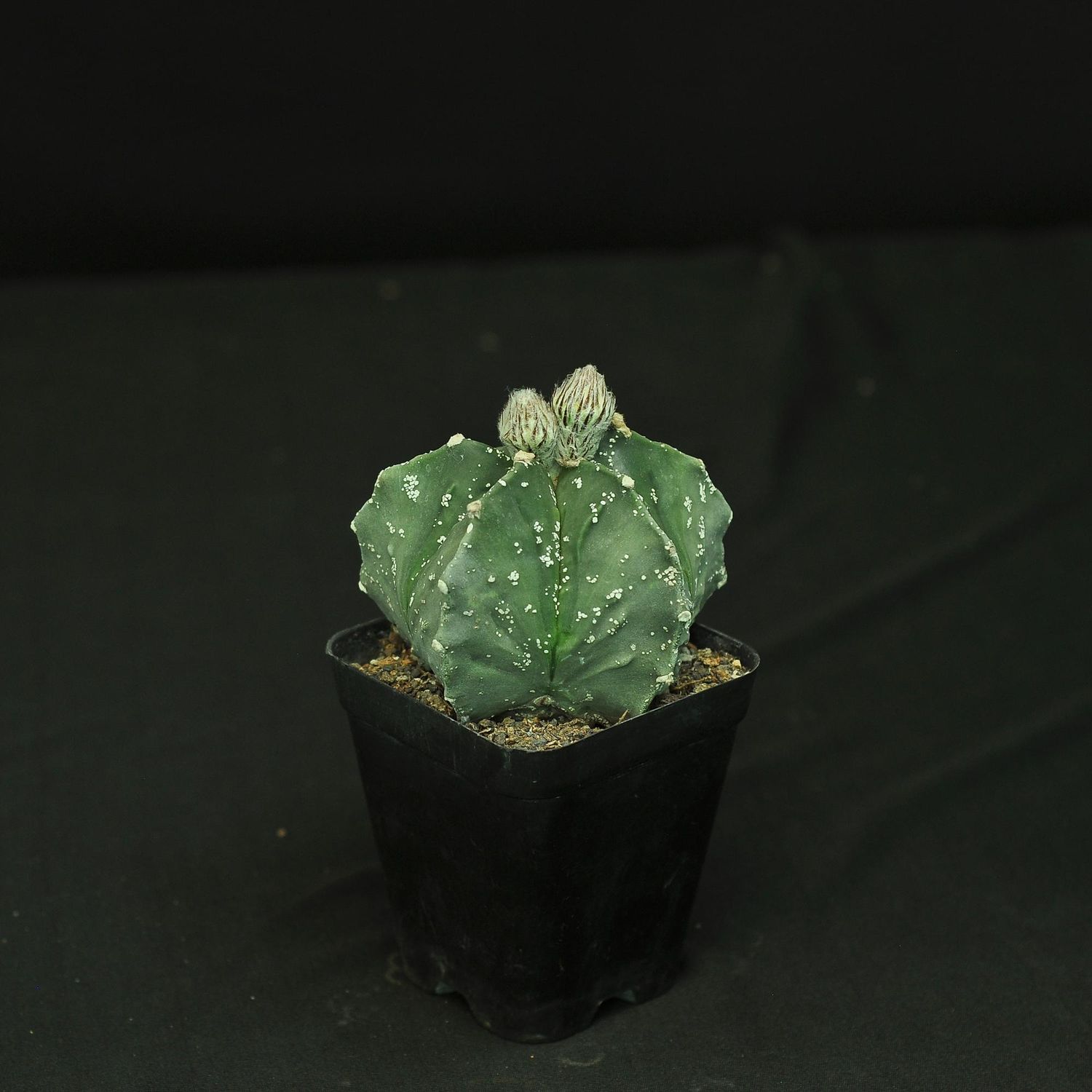 Astrophytum myriostigma CV NUDUM HAKUUN
