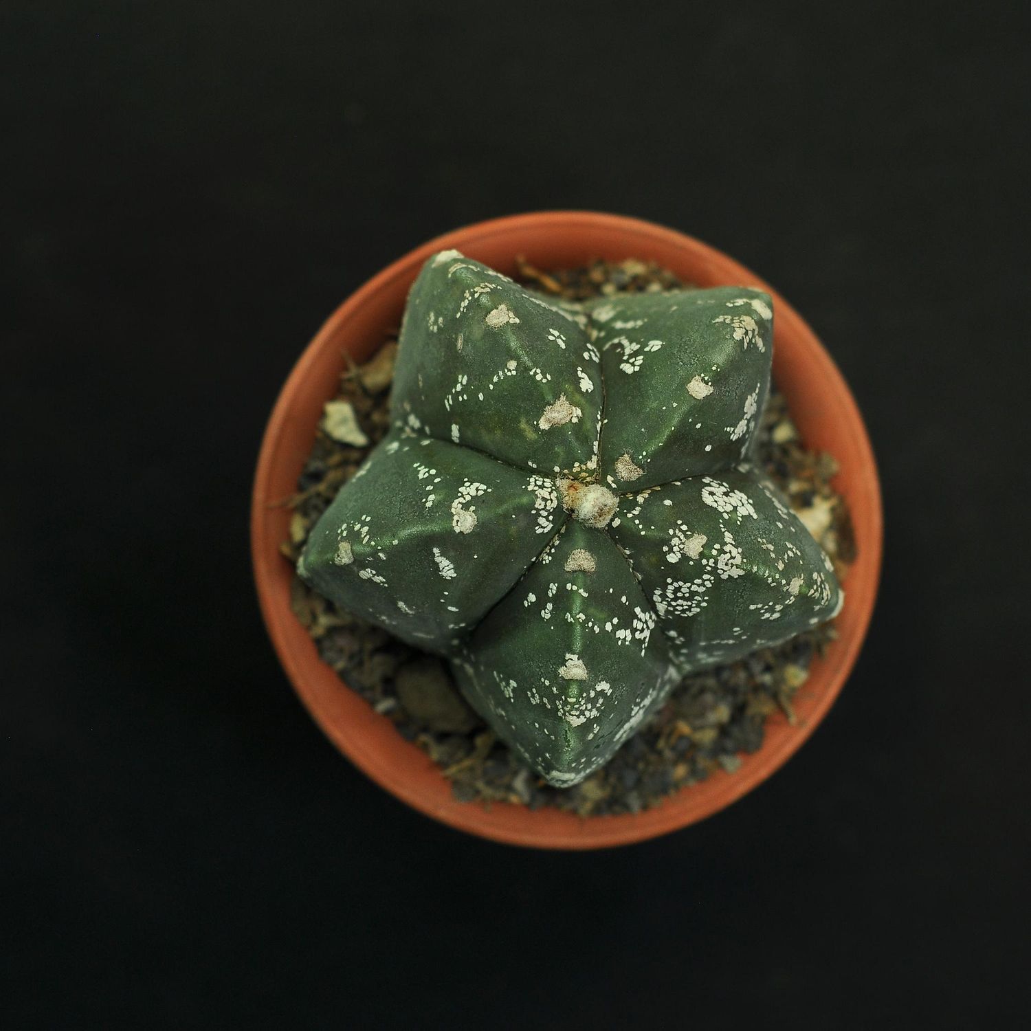 Astrophytum myriostigma CV NUDUM HAKUUN