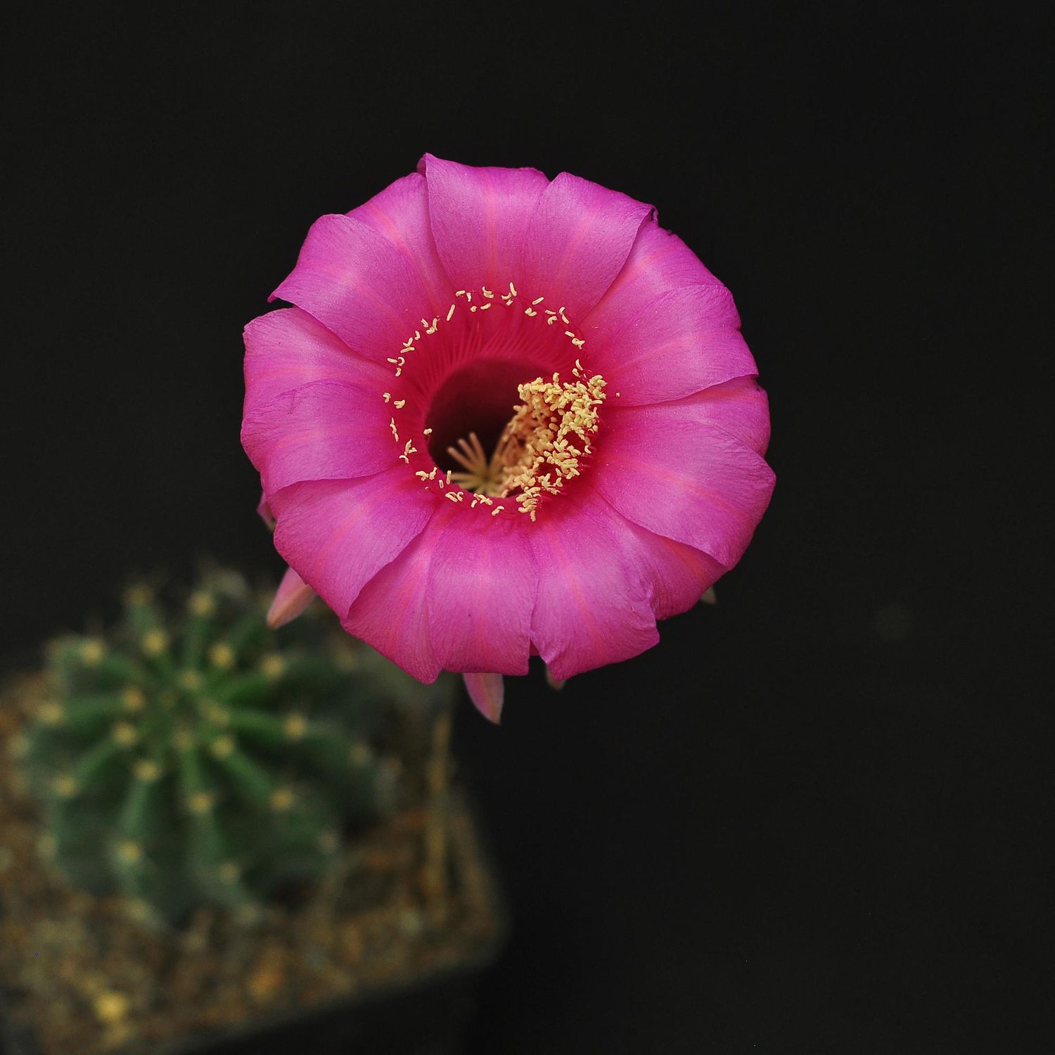 Echinopsis hybrid Echinopsis hybrid - Flower