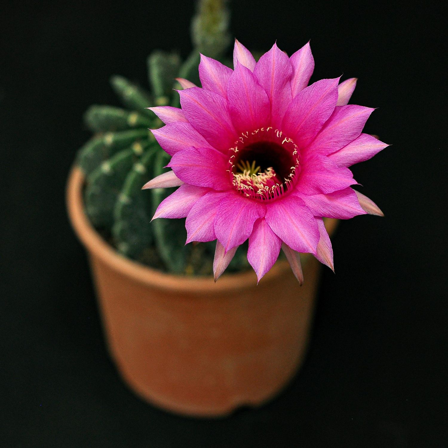 Echinopsis hybrid