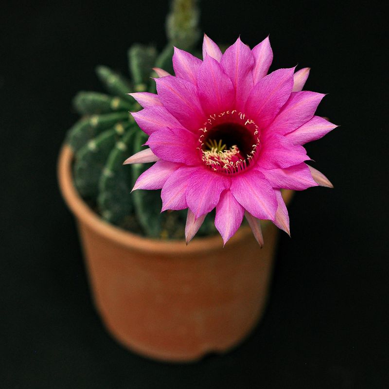 Echinopsis hybrid