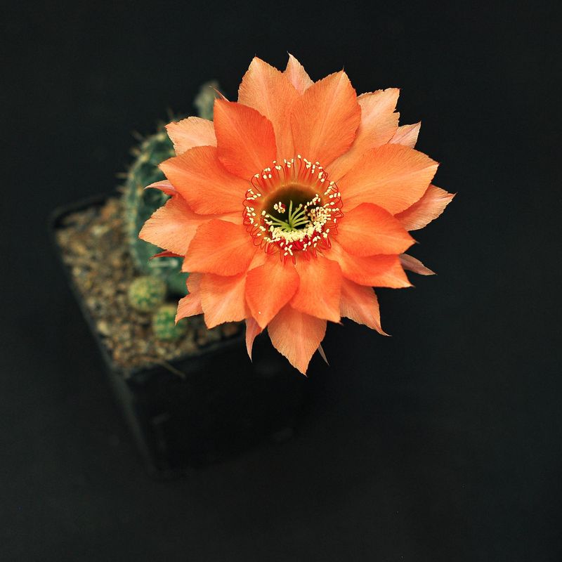 Echinopsis hybrid