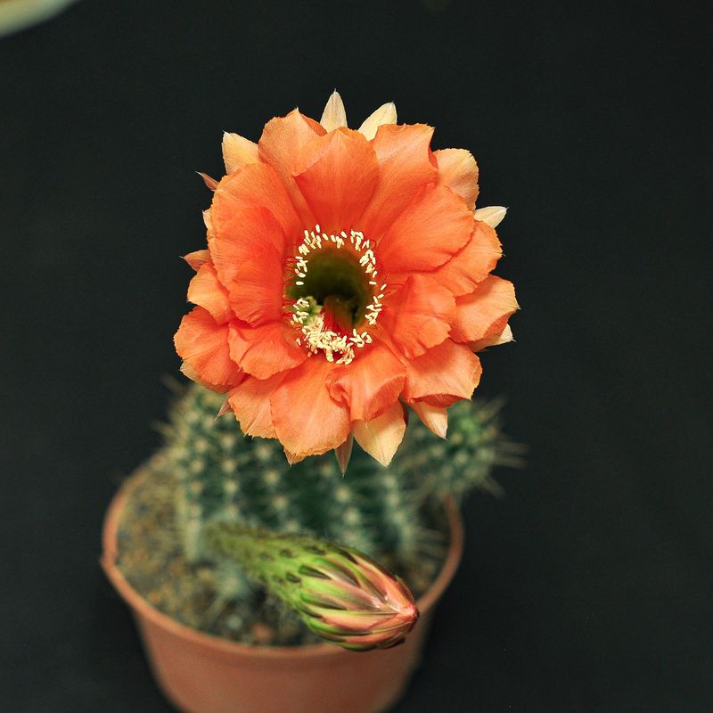 Echinopsis hybrid