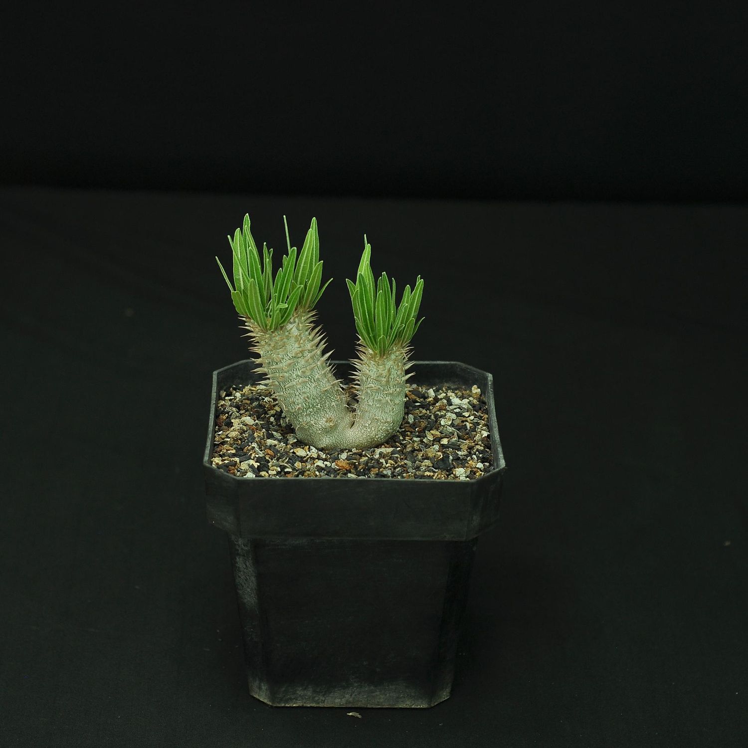Pachypodium inopinatum