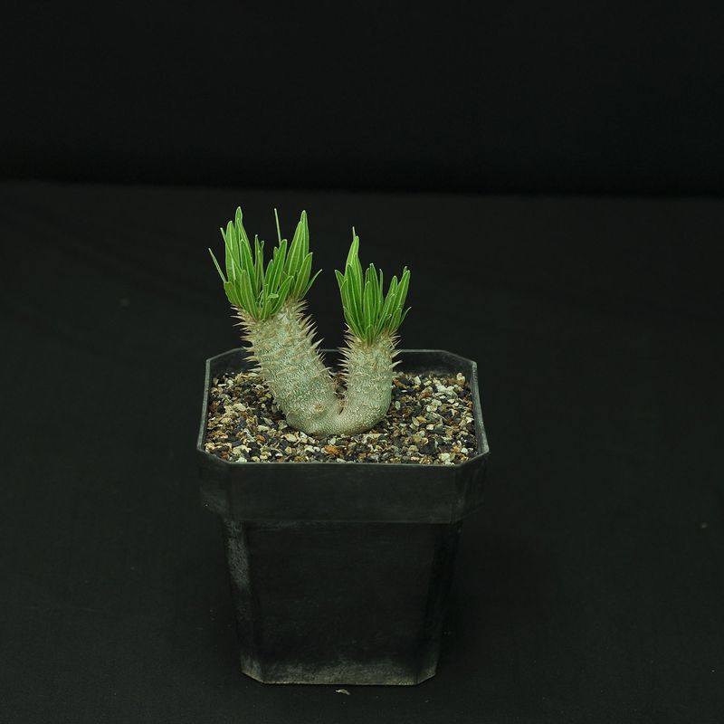 Pachypodium inopinatum