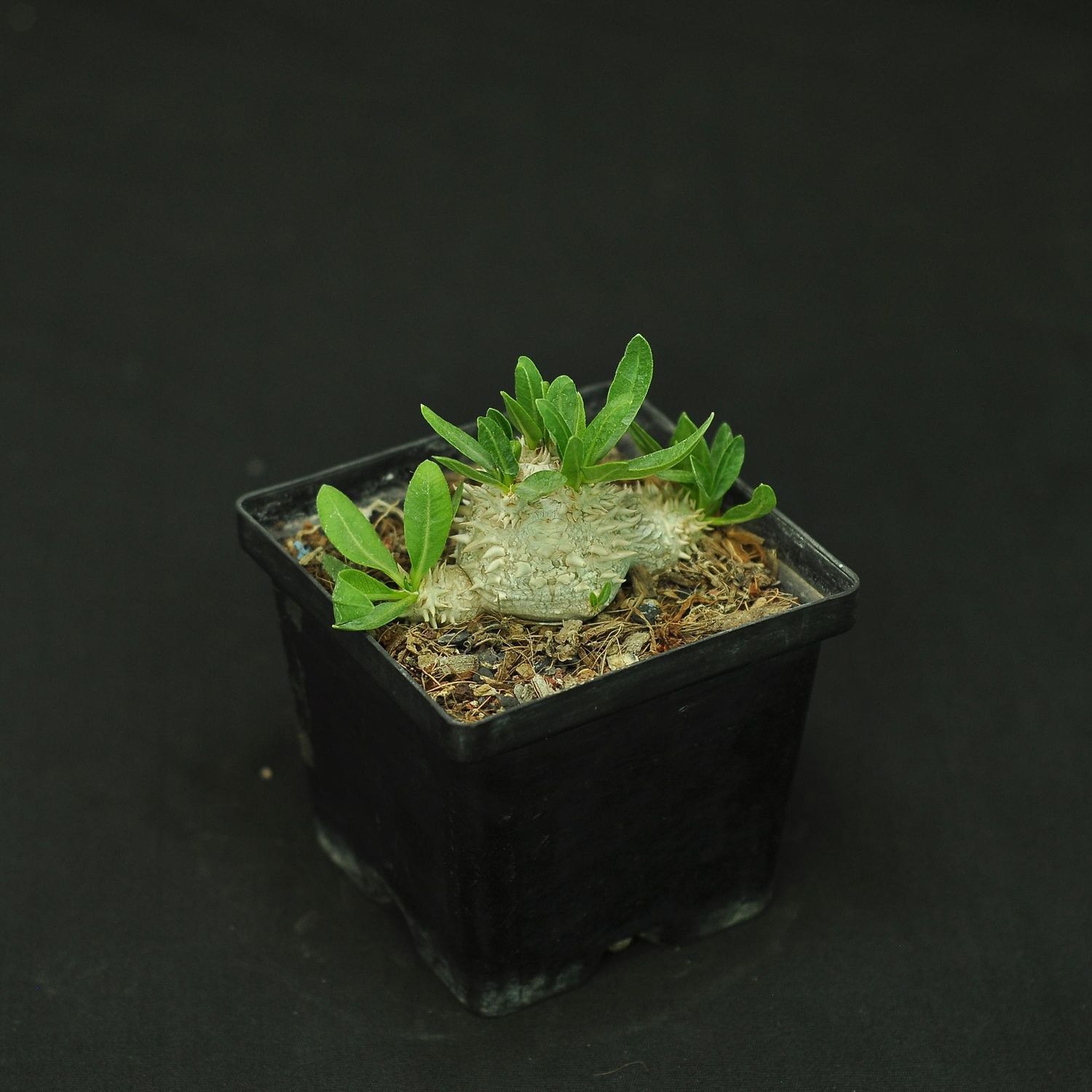 Pachypodium brevicaule