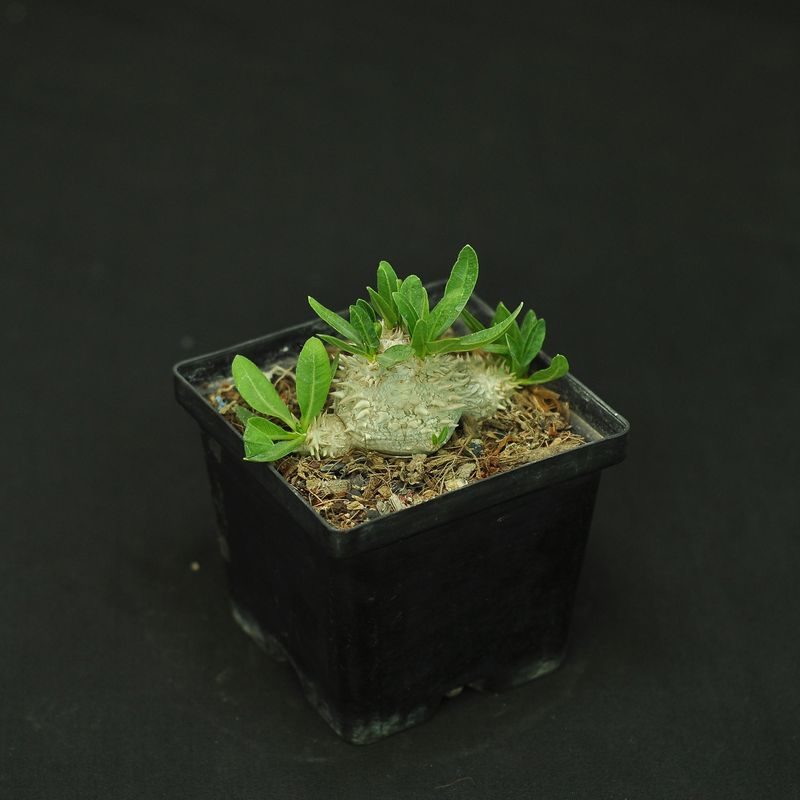 Pachypodium brevicaule
