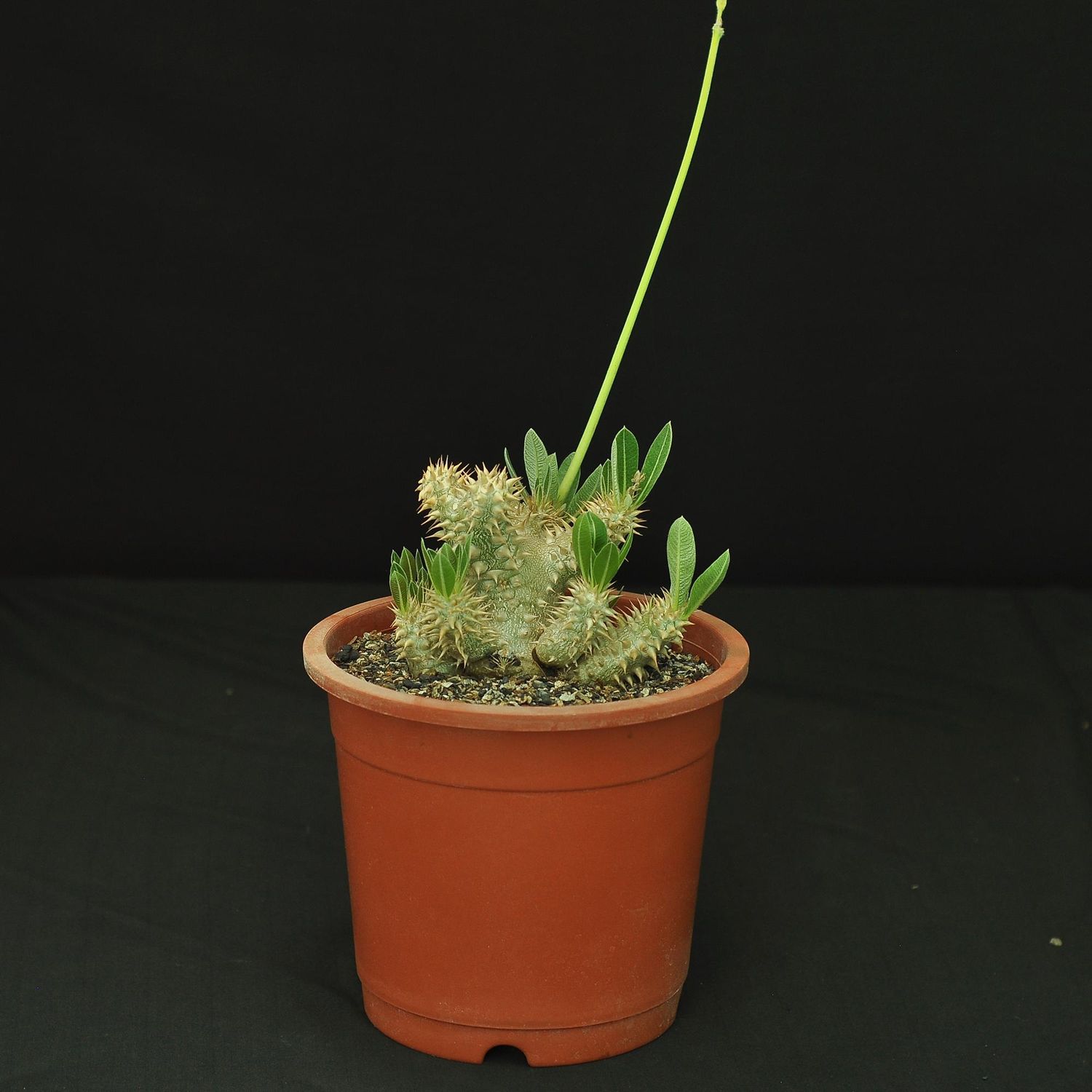 Pachypodium densiflorum
