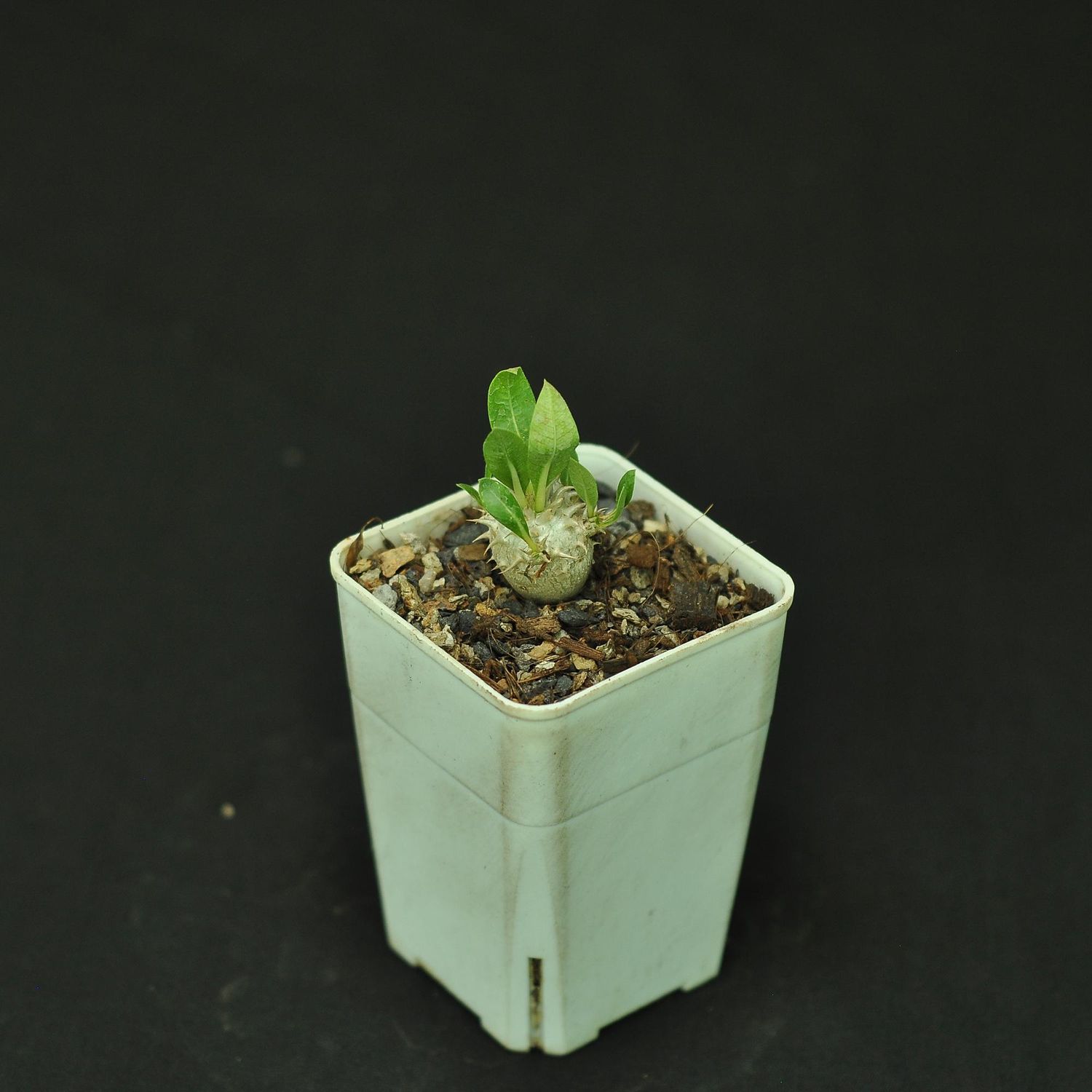 Pachypodium densiflorum var. brevicalyx