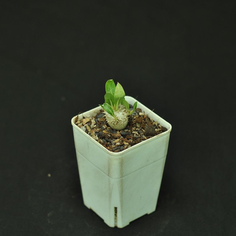 Pachypodium densiflorum var. brevicalyx Pachypodium densiflorum var. brevicalyx