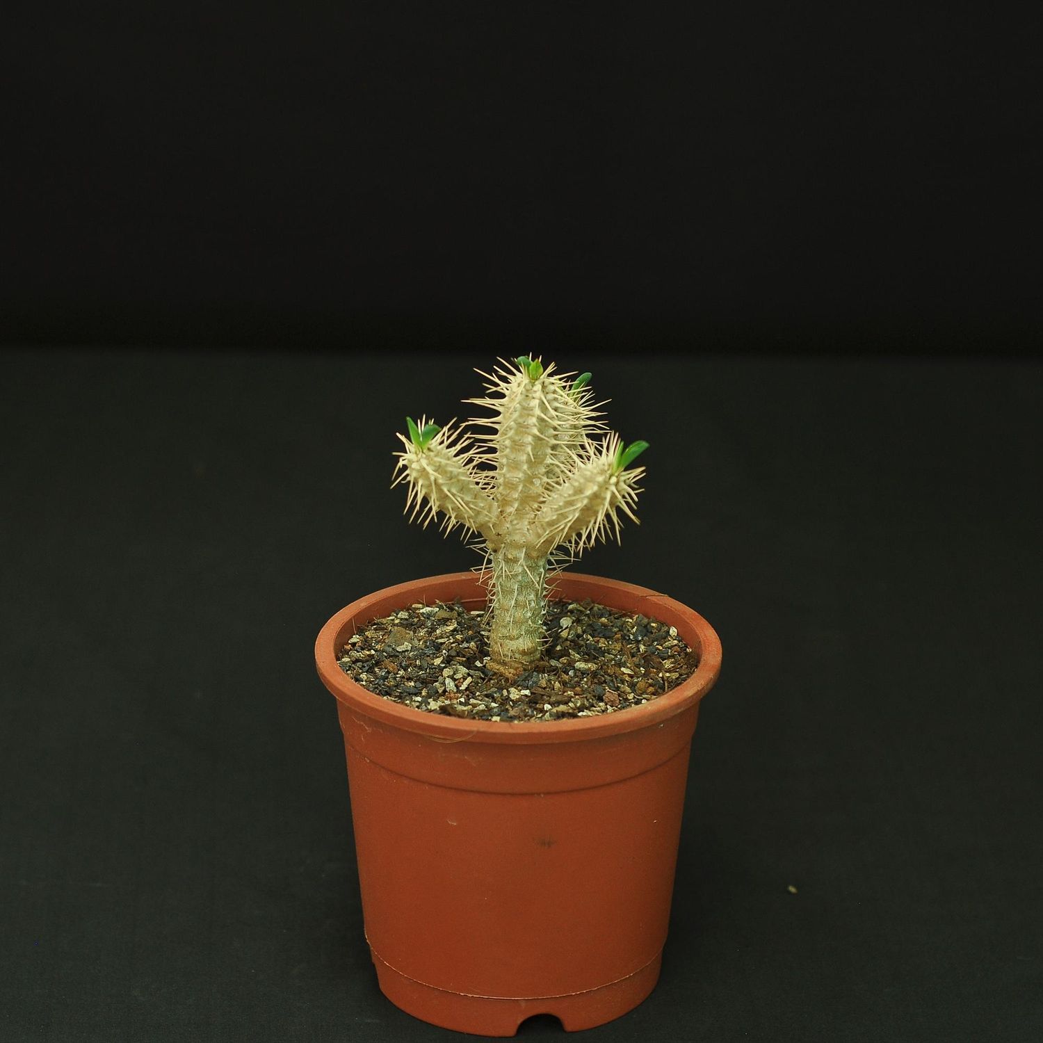 Euphorbia guillauminiana