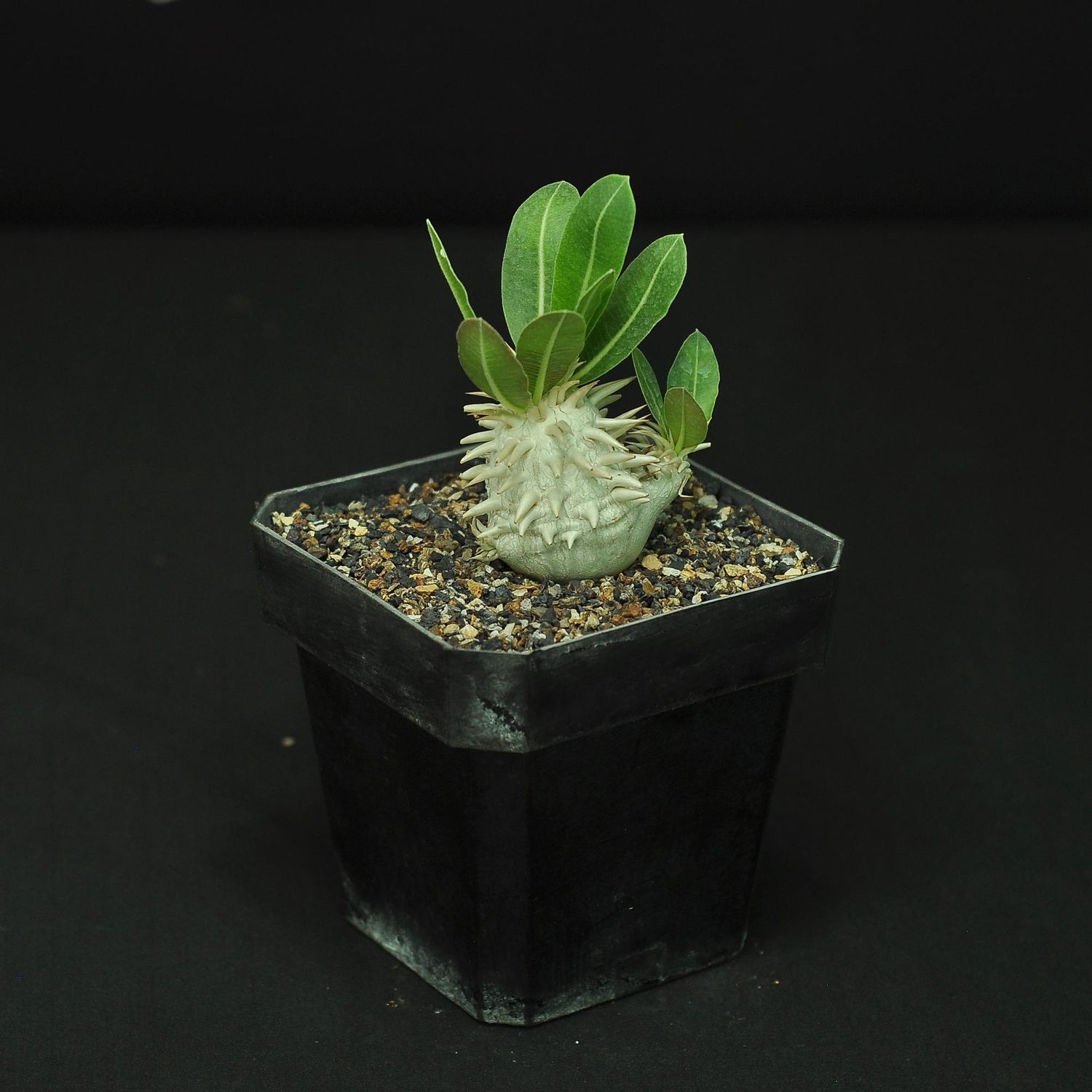 Pachypodium eburneum