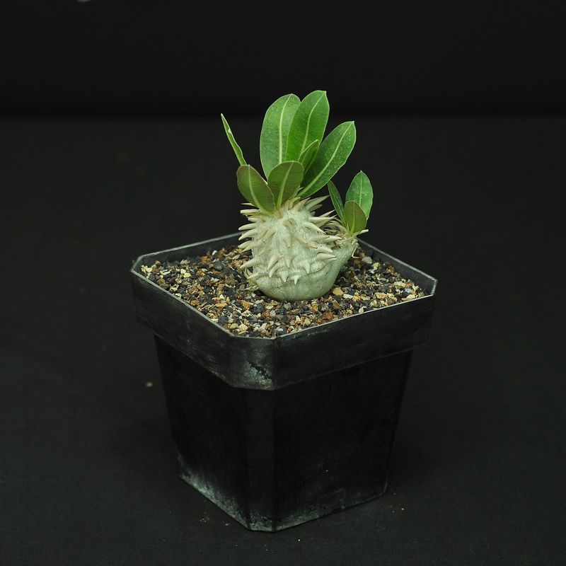 Pachypodium eburneum