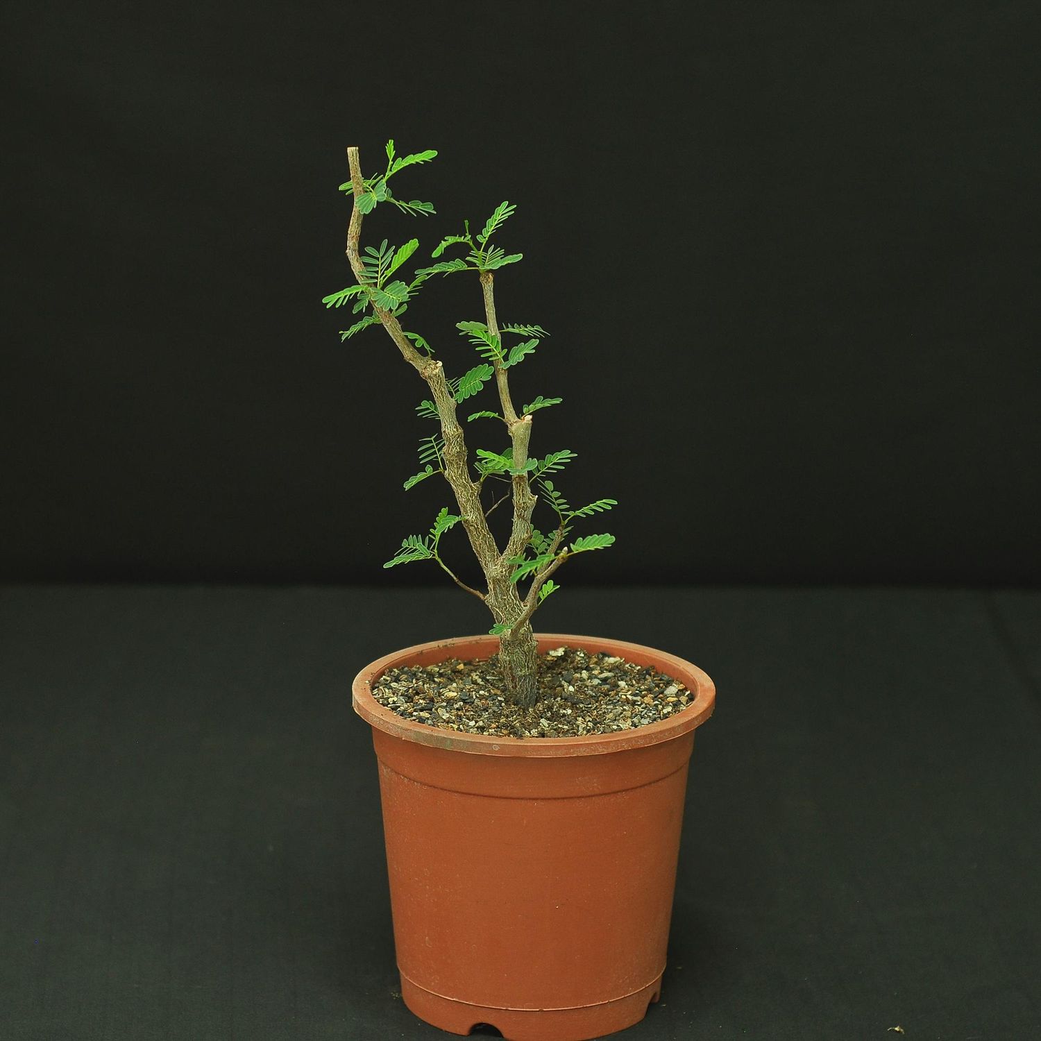 Senna meridionalis