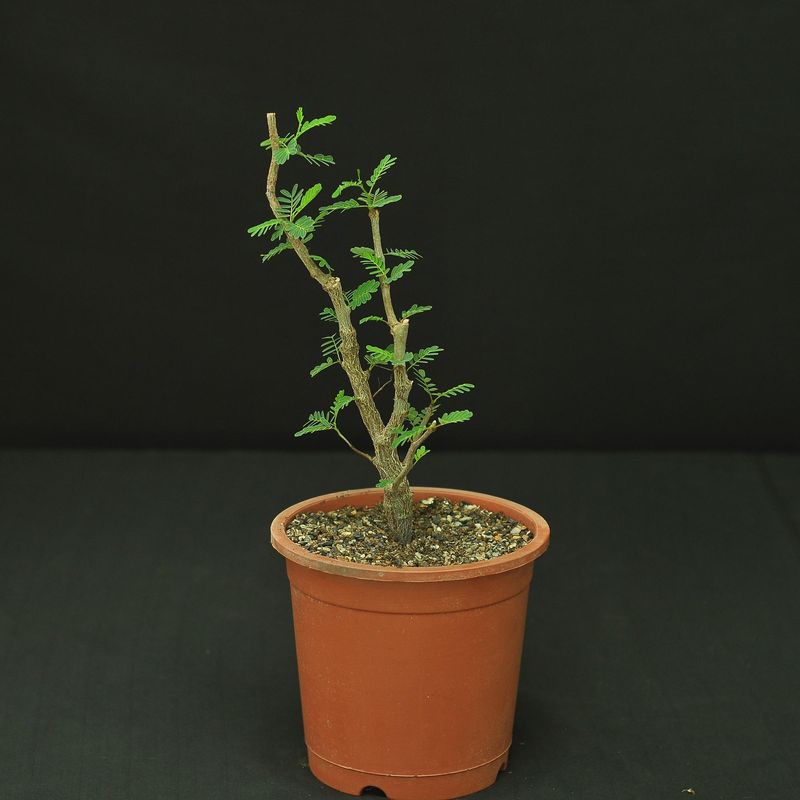 Senna meridionalis