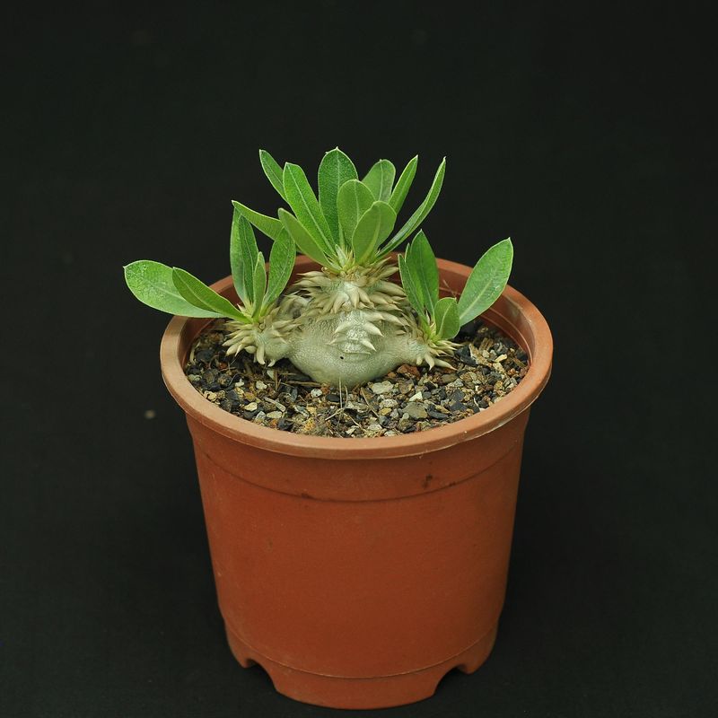 Pachypodium eburneum