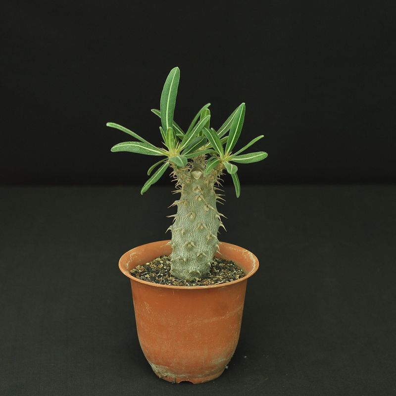 Pachypodium cactipes
