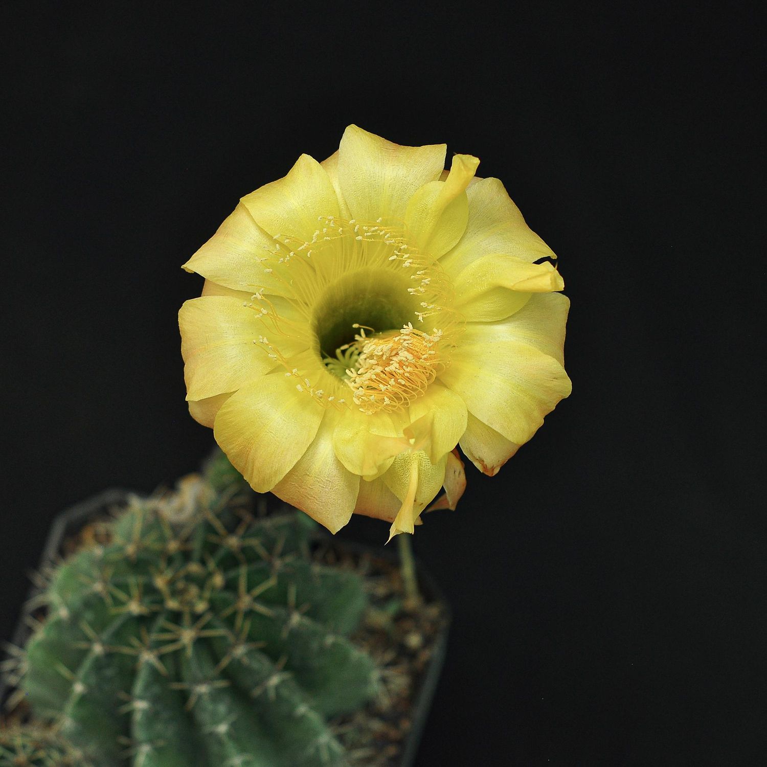 Echinopsis hybrid Echinopsis hybrid