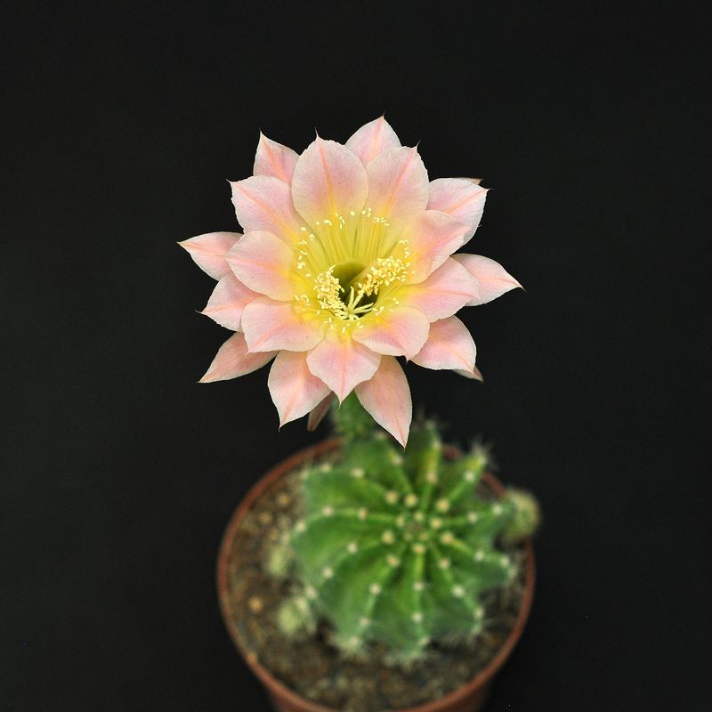 Echinopsis hybrid