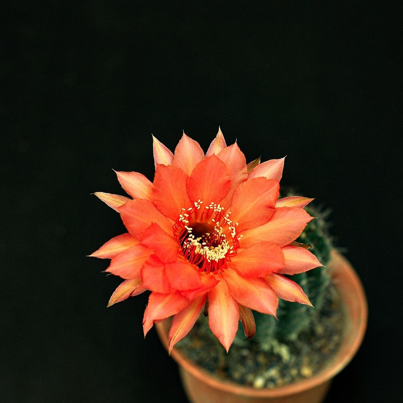 Echinopsis hybrid