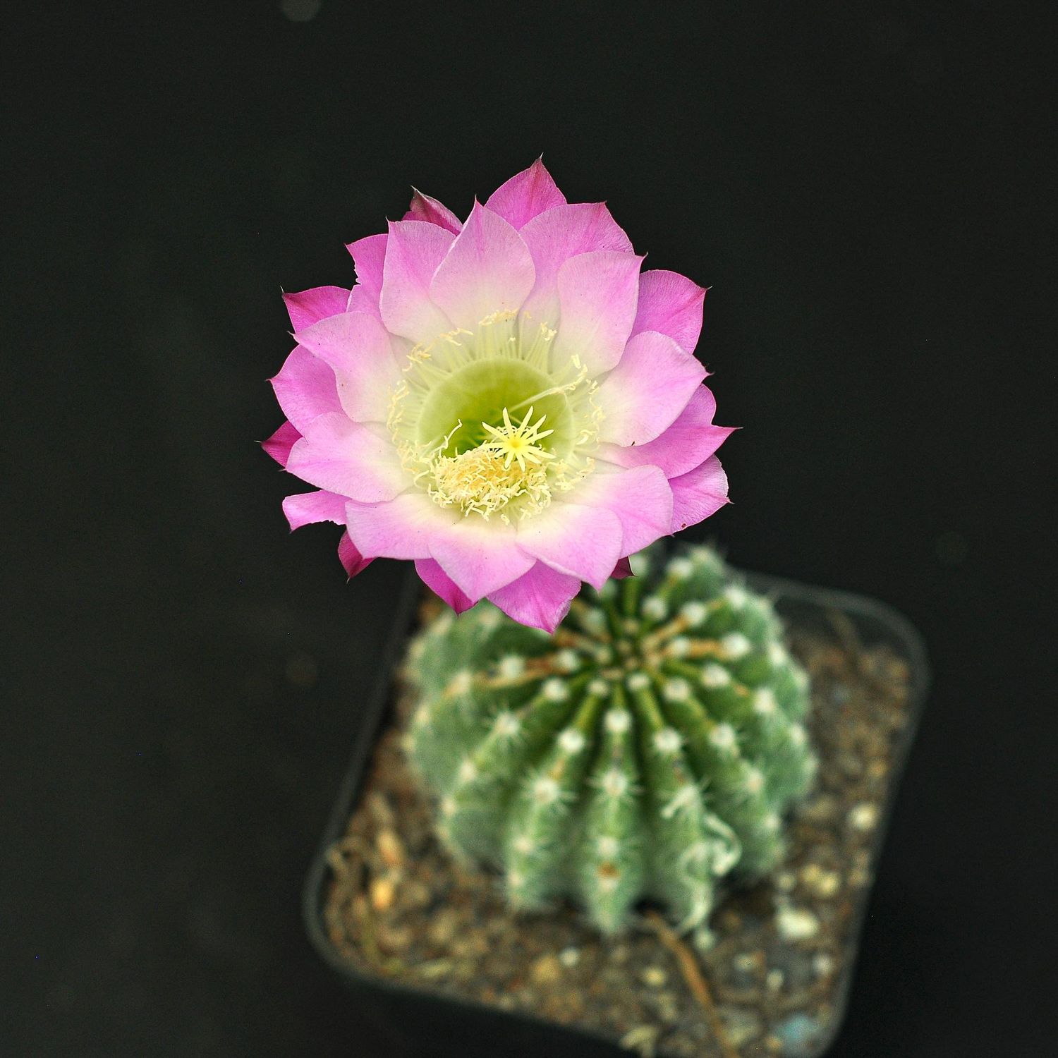Echinopsis hybrid Echinopsis hybrid