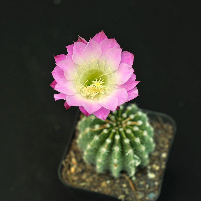 Echinopsis hybrid