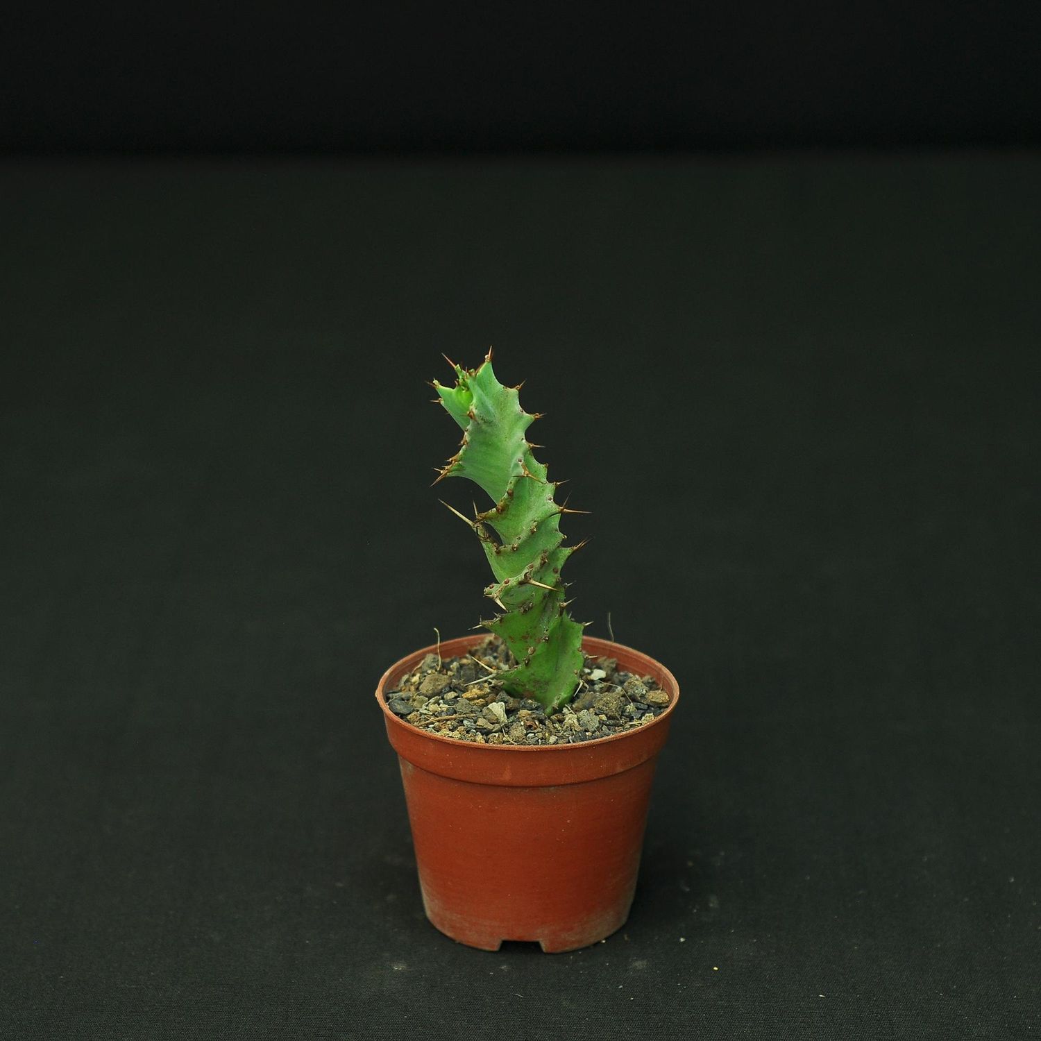 Euphorbia tortirama