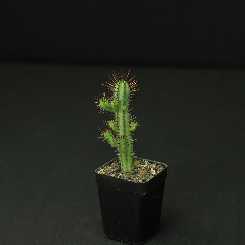 Euphorbia enopla