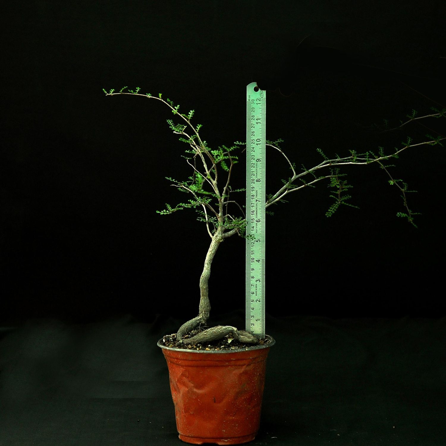 Operculicarya decaryi