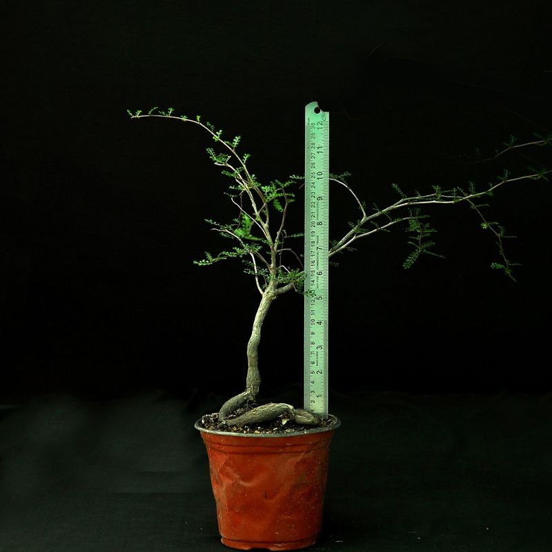 Operculicarya decaryi