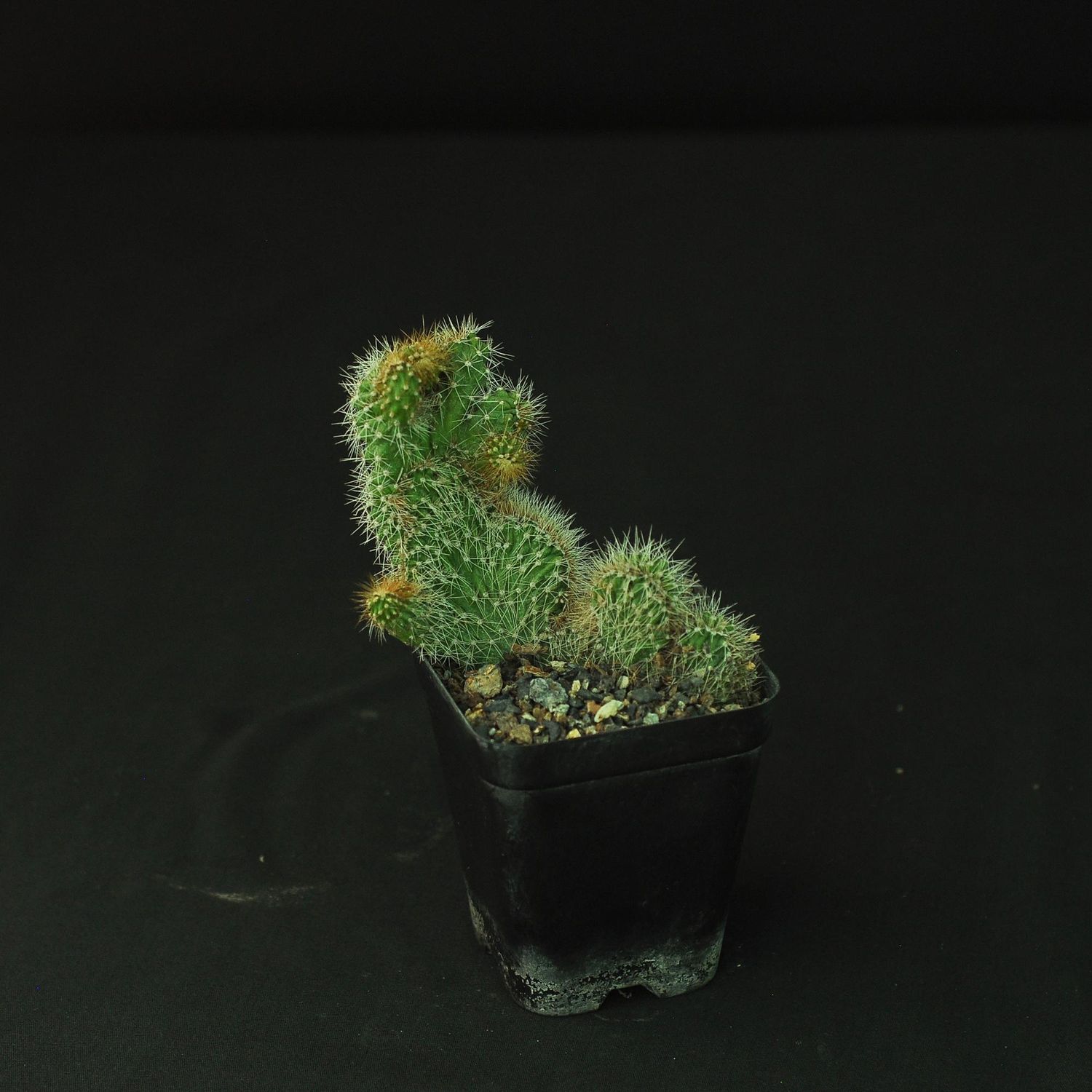 Cereus repandus f. monstruosus ‘Rojo’ Crest