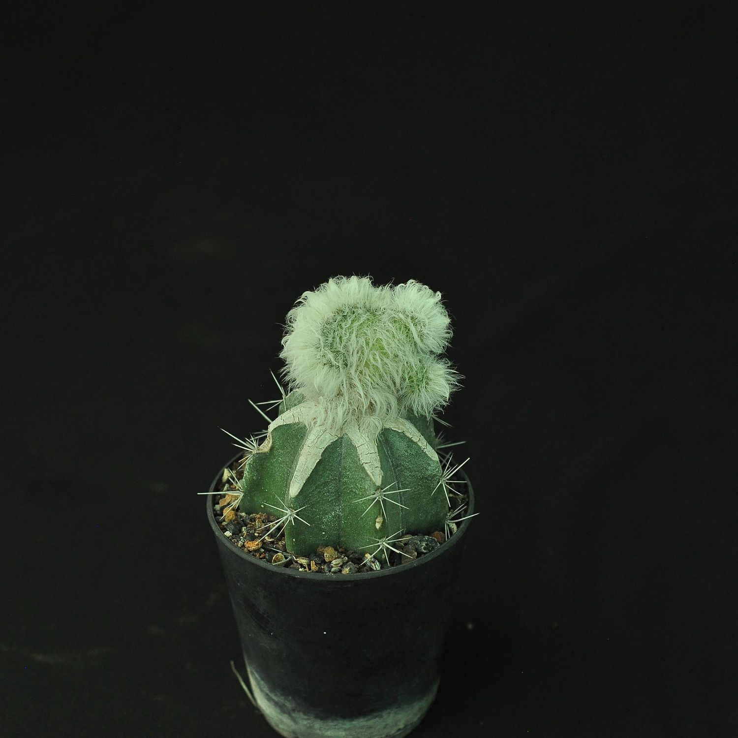 Echinocereus nivosus crest