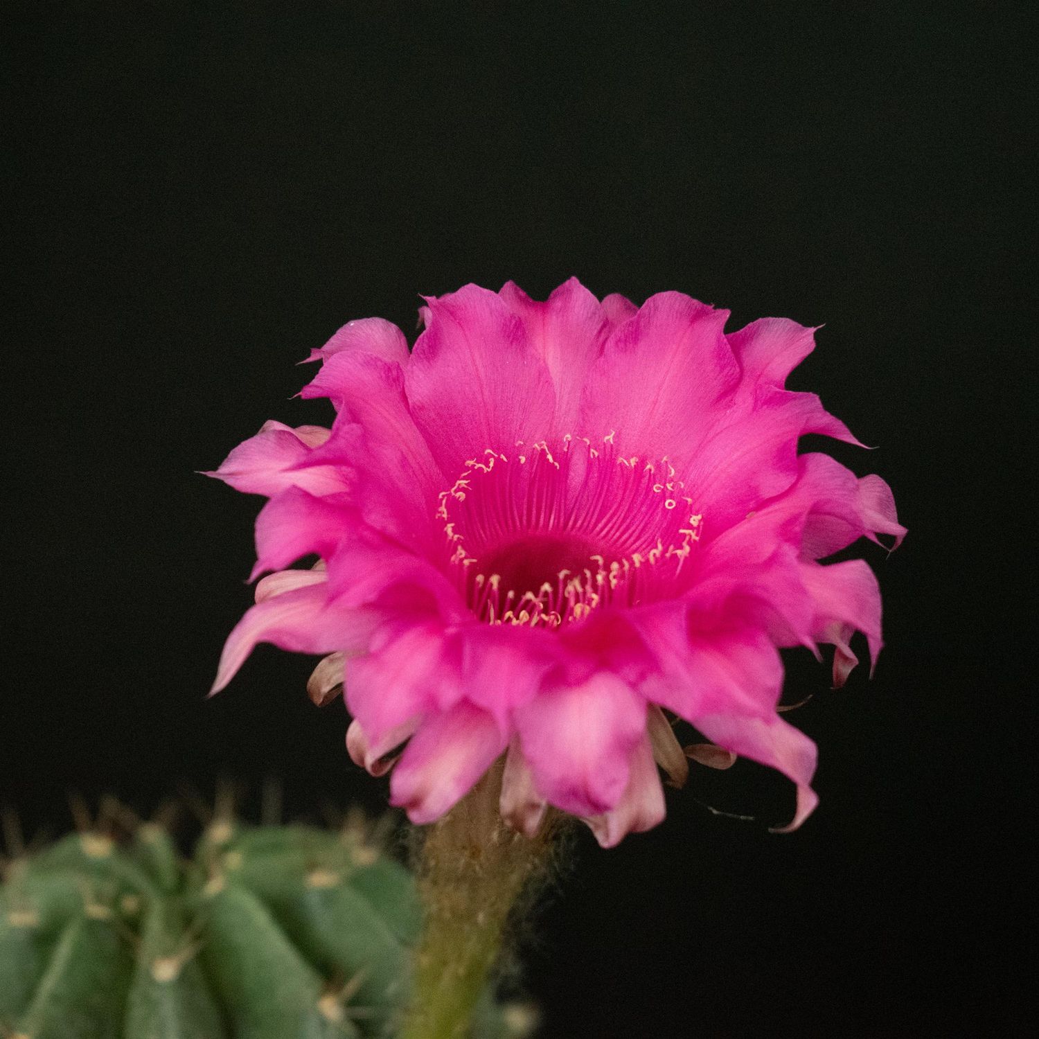 Echinopsis hybrid