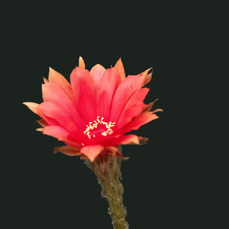 Echinopsis hybrid