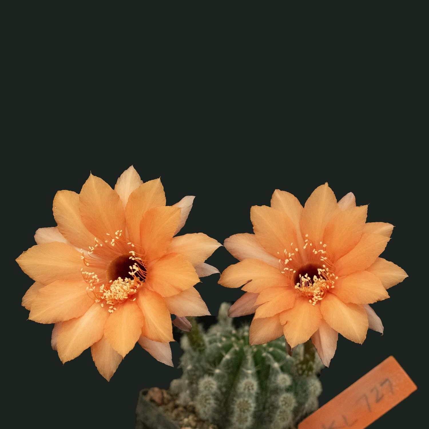 Echinopsis hybrid