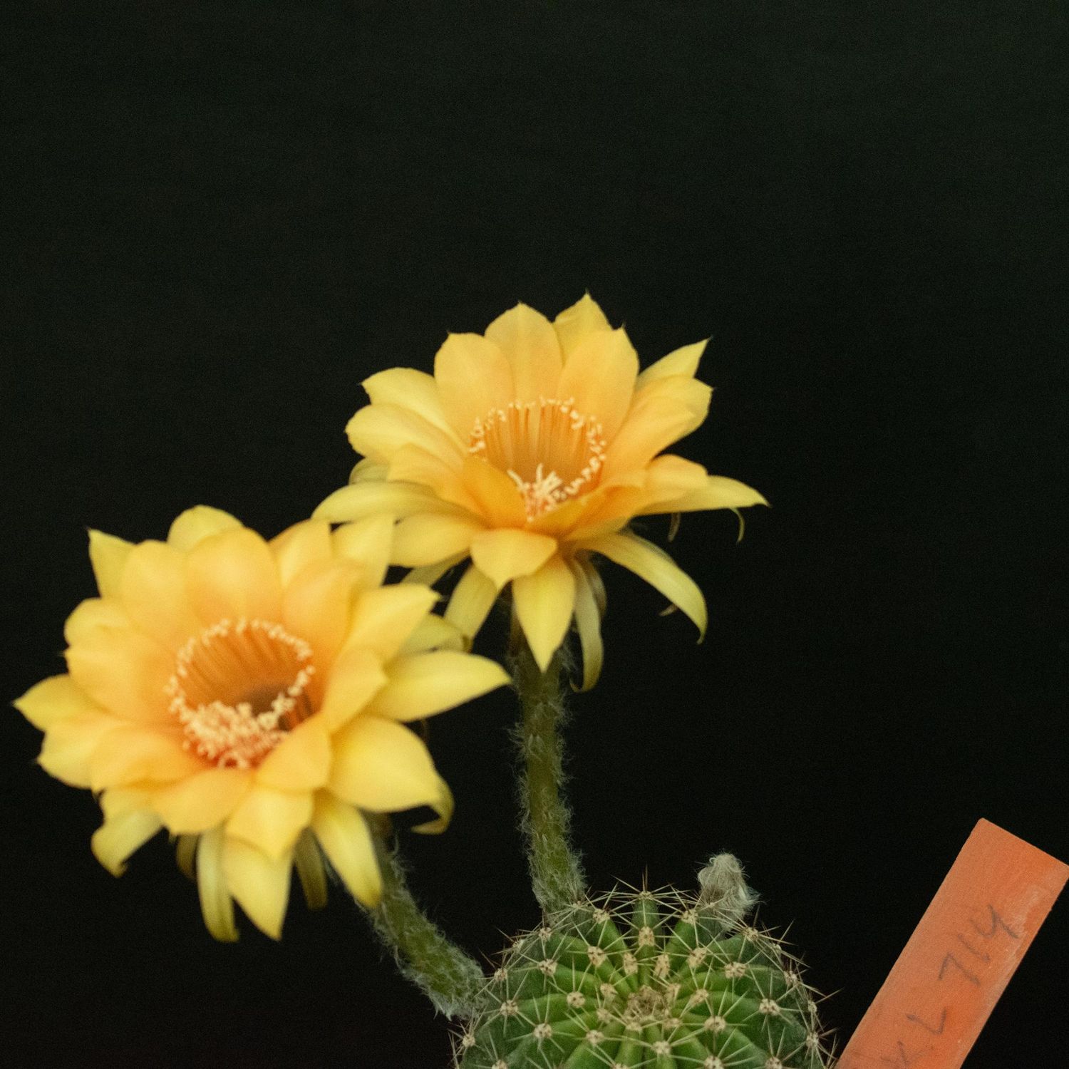 Echinopsis hybrid Echinopsis hybrid