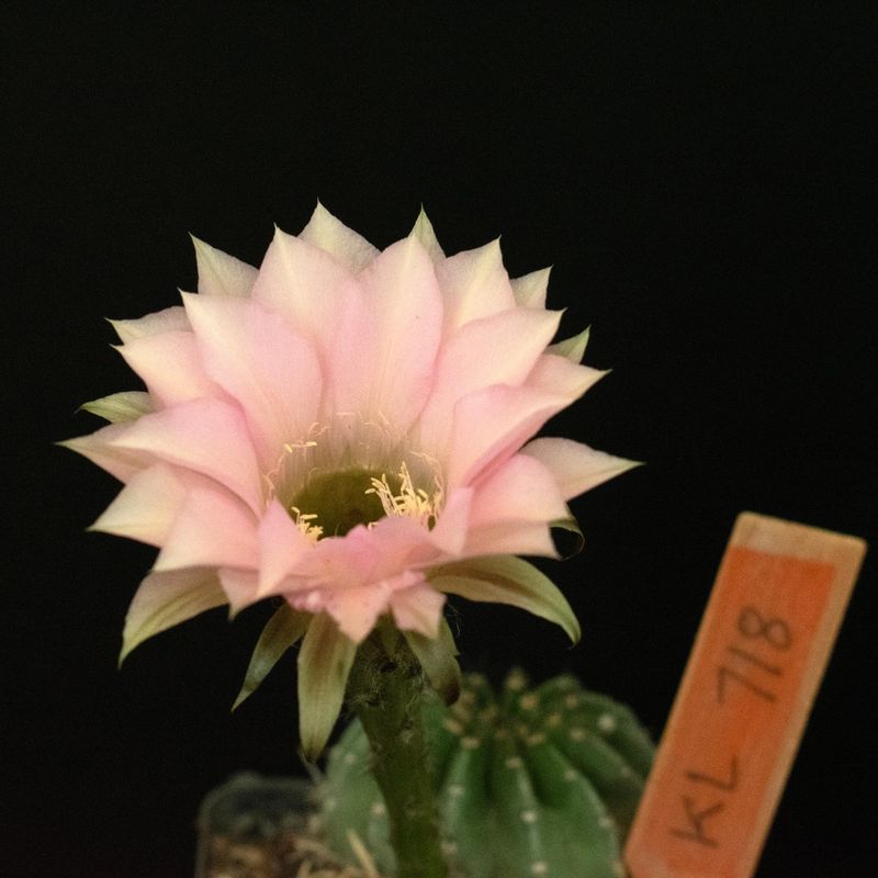 Echinopsis hybrid